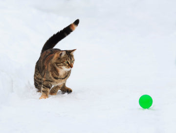Keep Your Pets Warm This Winter Season!