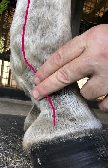 How to Take Your Horse’s Digital Pulses