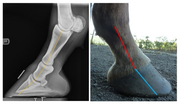 What are Phalanx and Hoof Angles?