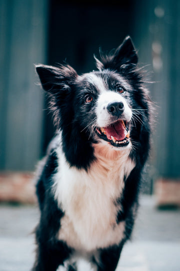 Top Dog Anti-Itch Spray for Quick Relief from Allergies and Irritation