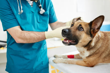 How to Clean a Dog Wound: What You Need to Know