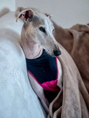 Top Natural Dog Treatments for Common Ailments You Can Try Today