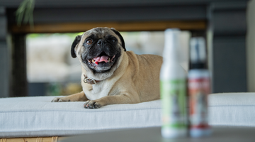 Ways to help improve your pet's life span starting this year