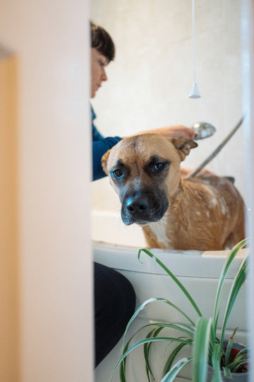 Top Recommended Dog Shampoo for a Healthy, Shiny Coat
