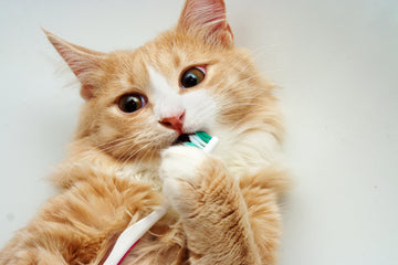 Cat Dental Cleaning: How to Keep Your Cat Healthy and Happy
