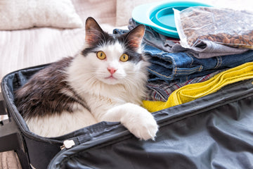 What To Look For In A Pet Sitter