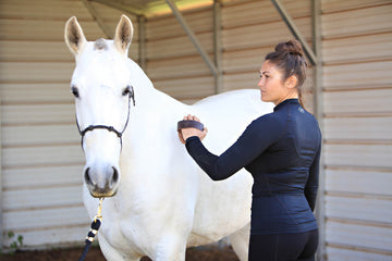 Horse Grooming 101