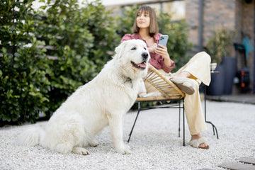 The Best Antibacterial Spray for Dogs: Keep Your Pup Healthy and Happy