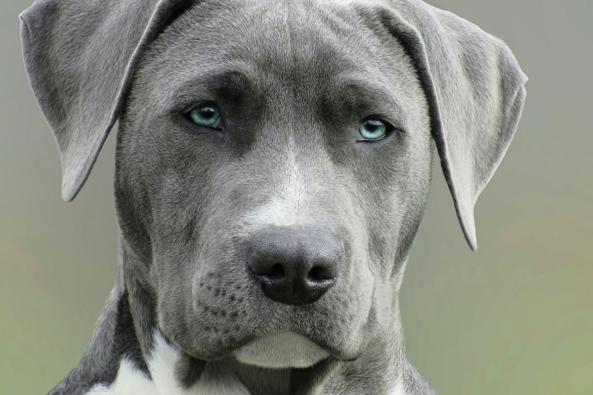 Best Antiseptic Spray for Dogs: Top Picks for Quick Healing
