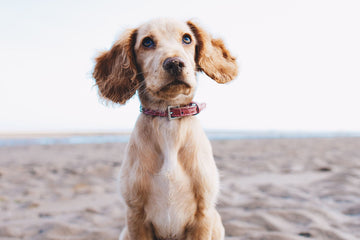 The Best Natural Shampoo for Dogs: Gentle and Effective Solutions