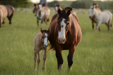 Top Medicated Shampoo for Horses: Soothe and Treat Skin Issues