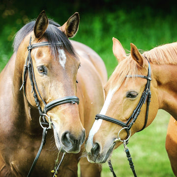 Essential Guide to Horse Brushing: Tools and Techniques for Grooming