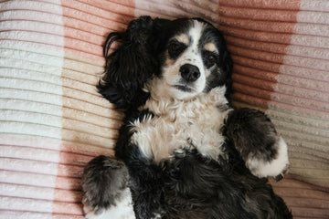 Best Dog Grooming Kit for Skin Health: Natural Solutions for Healthy, Itch-Free Coats