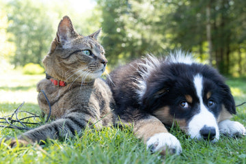 Top Pet Questions: Essential Insights for Every Pet Owner