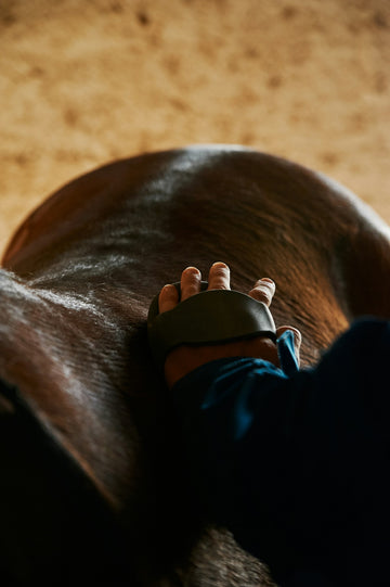 Essential Horse Brush Set: Top Grooming Tools for Every Equestrian