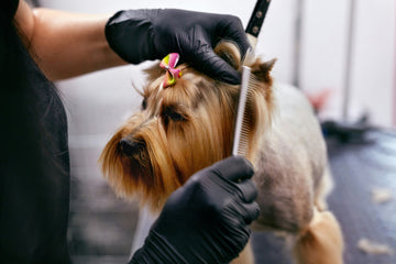 Top Picks for the Best Shampoo for Terriers: A Grooming Guide