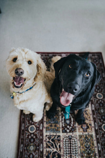 Top Anti-Itch Ointment for Dogs: Effective Relief for Your Pup’s Skin