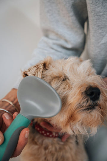 Top Canine Grooming Supplies for a Professional Finish at Home
