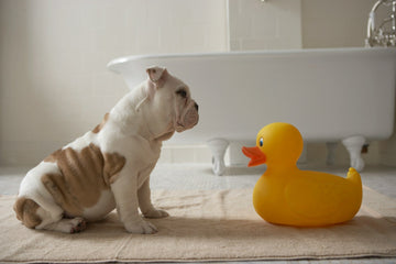 How Often to Bathe Your Puppy: Best Practices for a Clean Pup