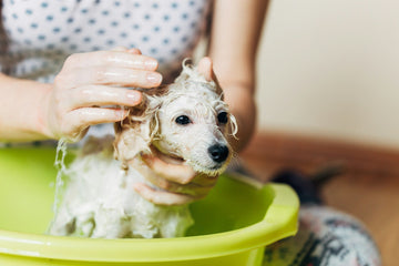 How to Shampoo a Dog: A Step-by-Step Guide for Pet Owners