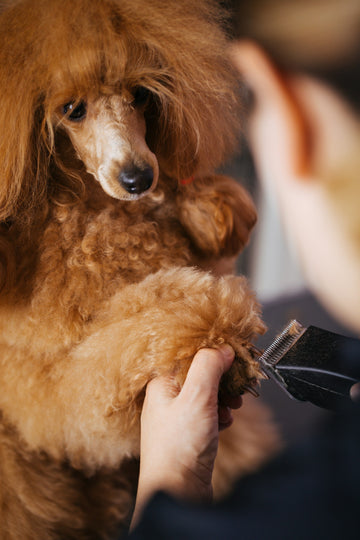 The Best Dog Grooming Kit for Long Hair: Essential Tools for Home Care