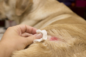Hot Spots in Dogs: What You Need to Know