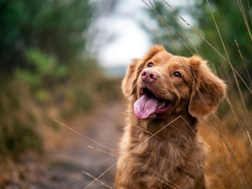 Essential Canine Health Questions Every Dog Owner Should Ask