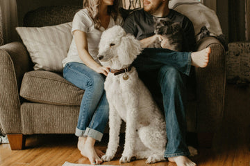 Essential Daily Care for Dogs: A Guide for Responsible Pet Owners