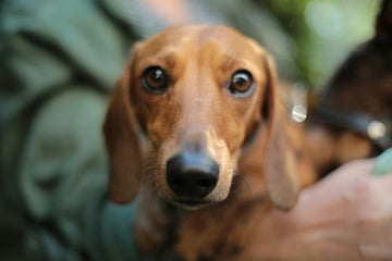 The Essential Guide to the Care of Small Dogs: Tips and Best Practices