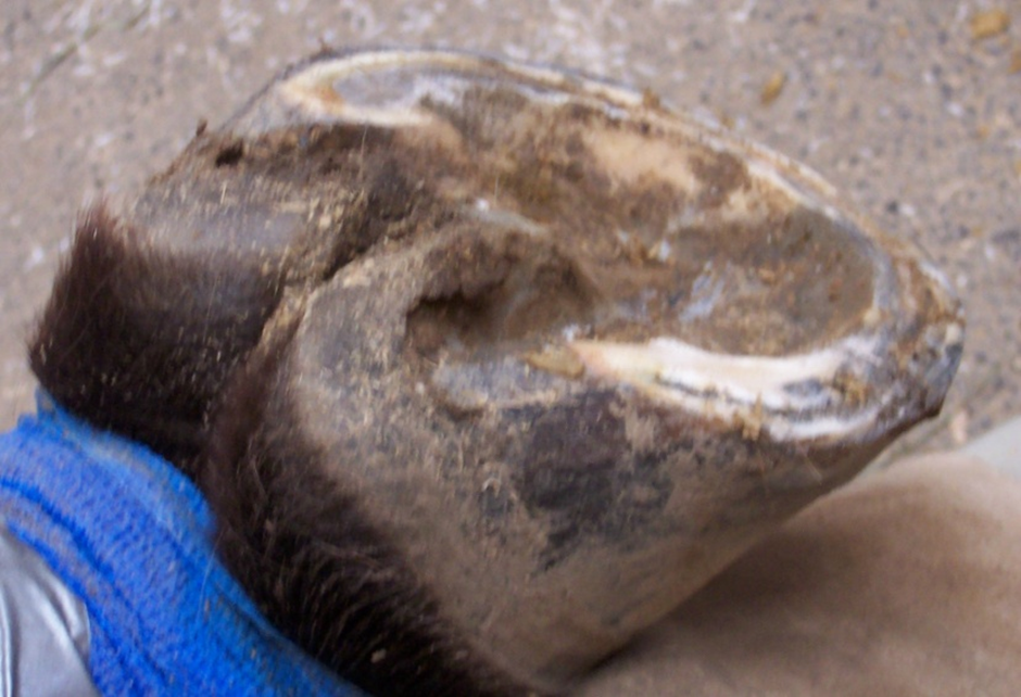 Retracted Soles on Horses: What You Need to Know