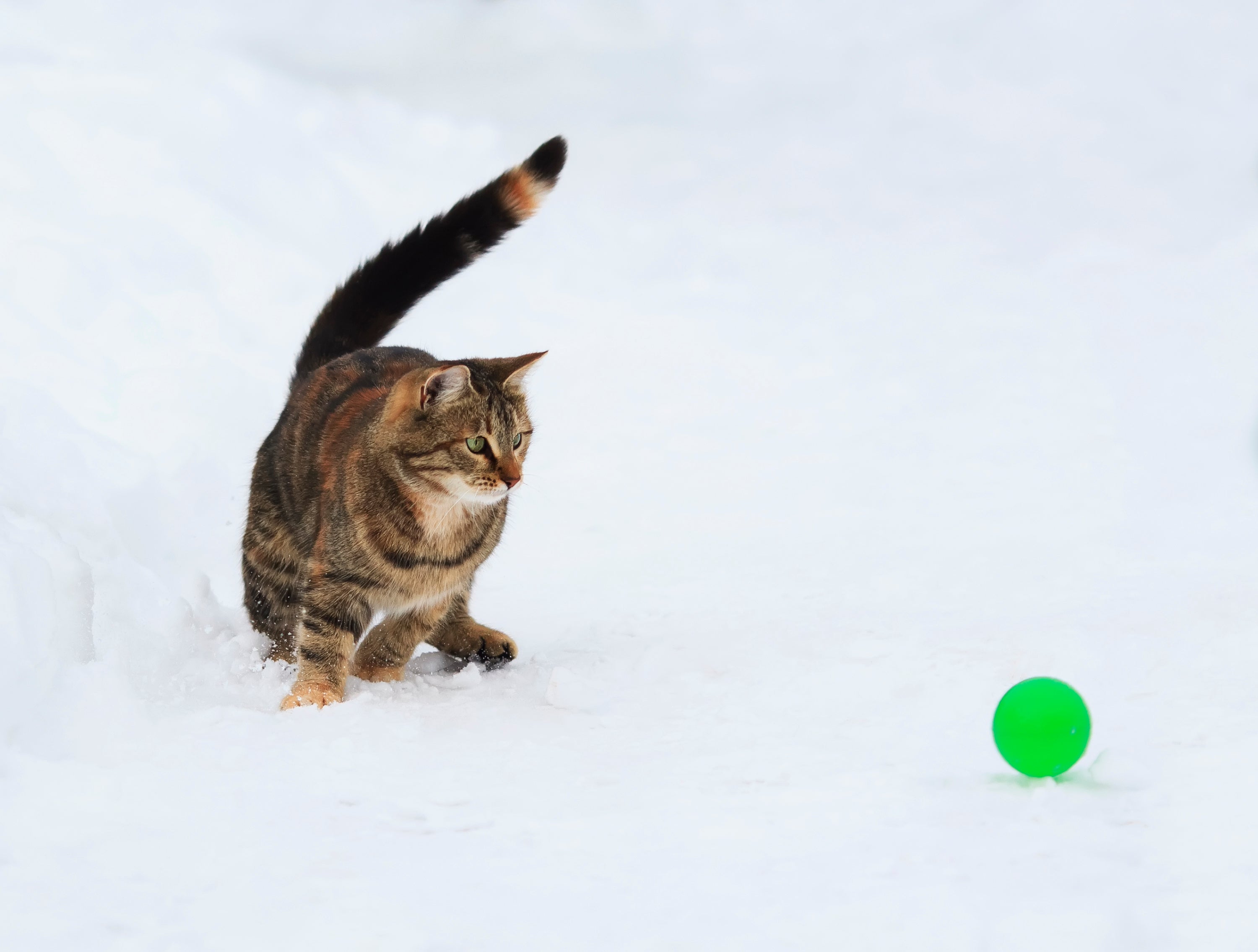 Keep Your Pets Warm This Winter Season!
