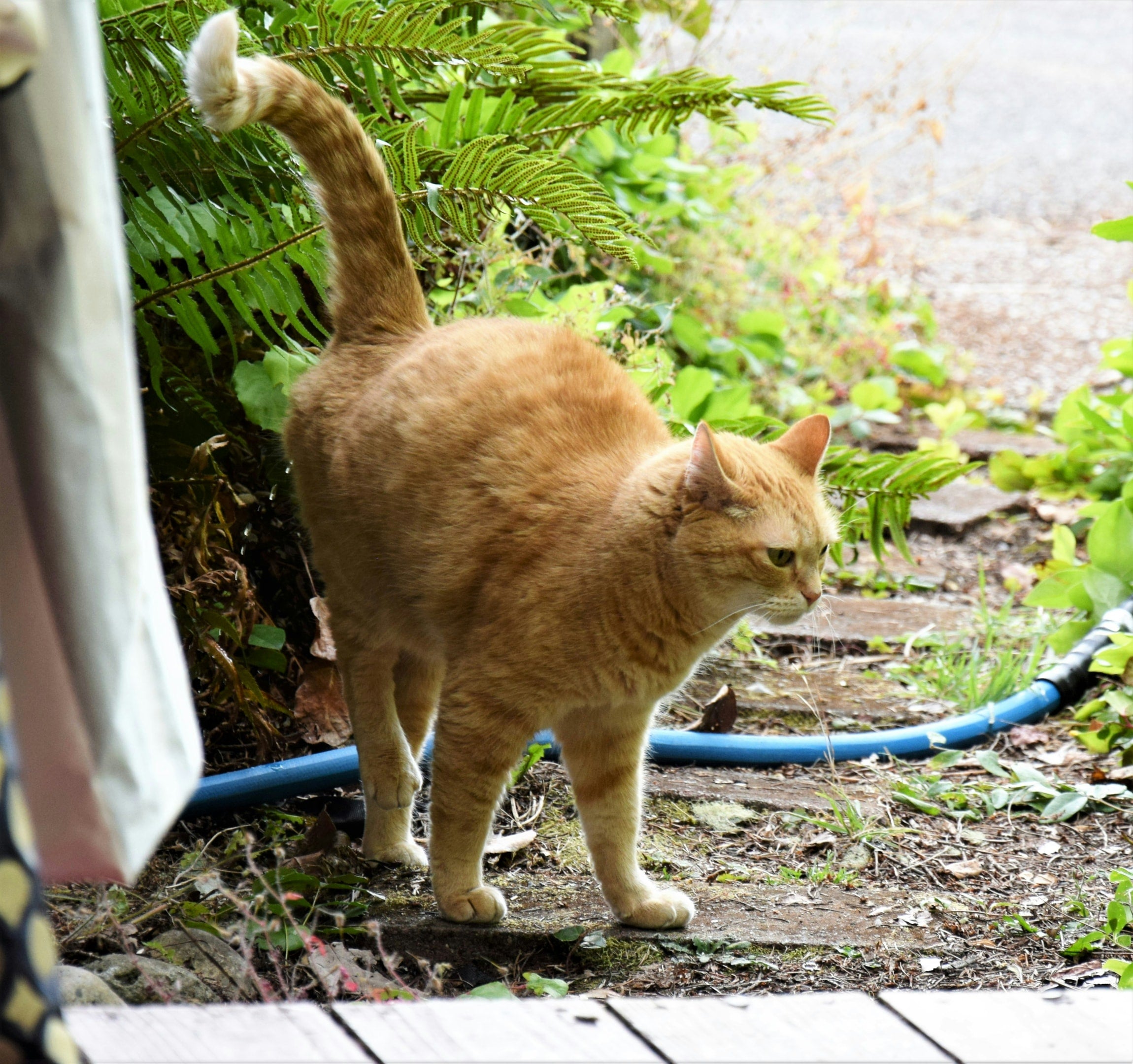 Why the Cat Spray Bottle Is Not the Best Training Tool for Your Pet
