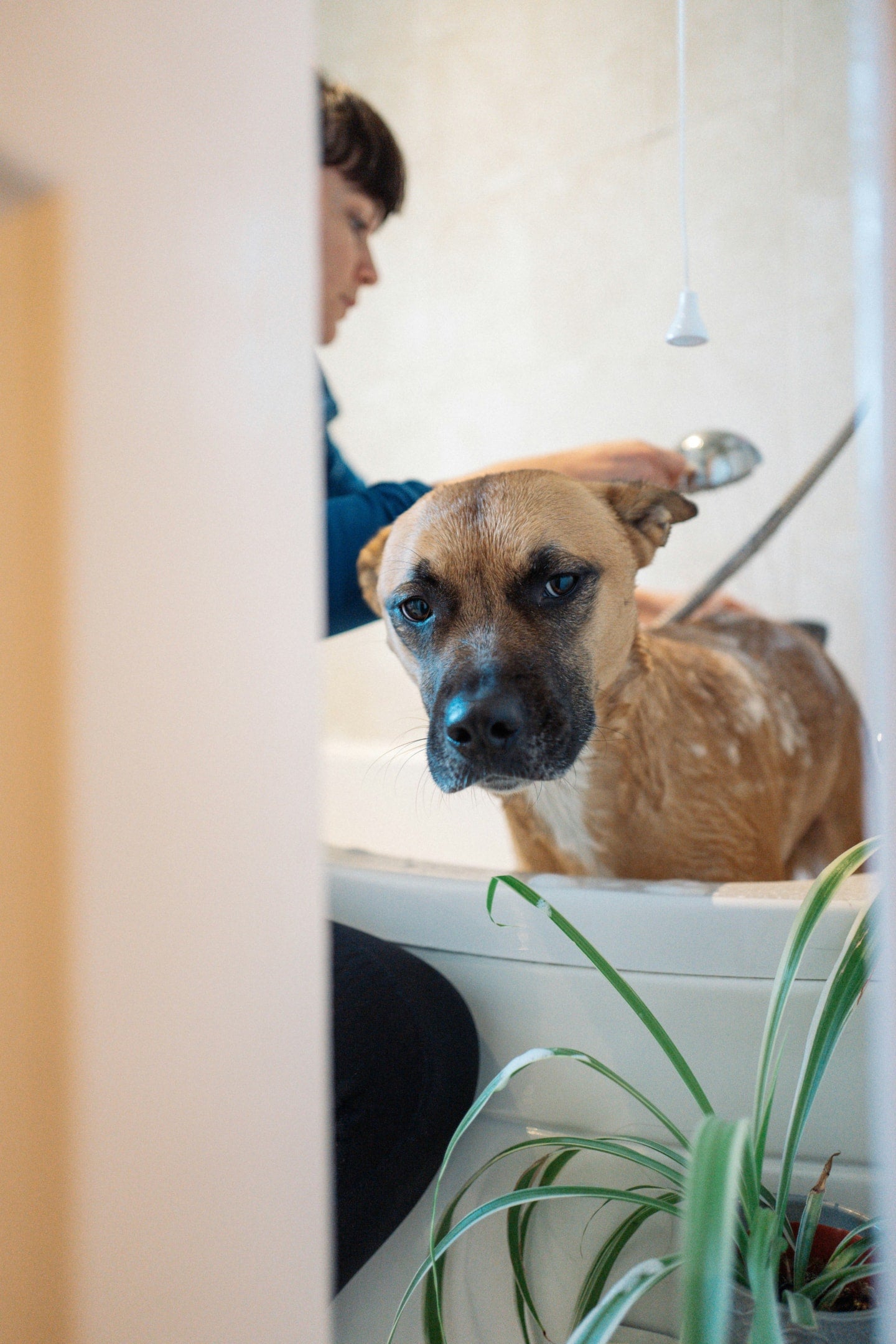 Top Recommended Dog Shampoo for a Healthy, Shiny Coat