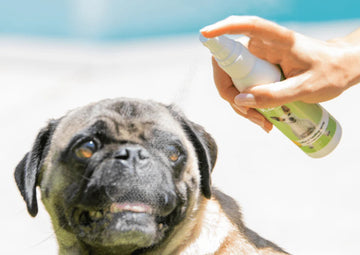 Natural Antiseptic for Pets: Alternatives to Harsh Chemicals