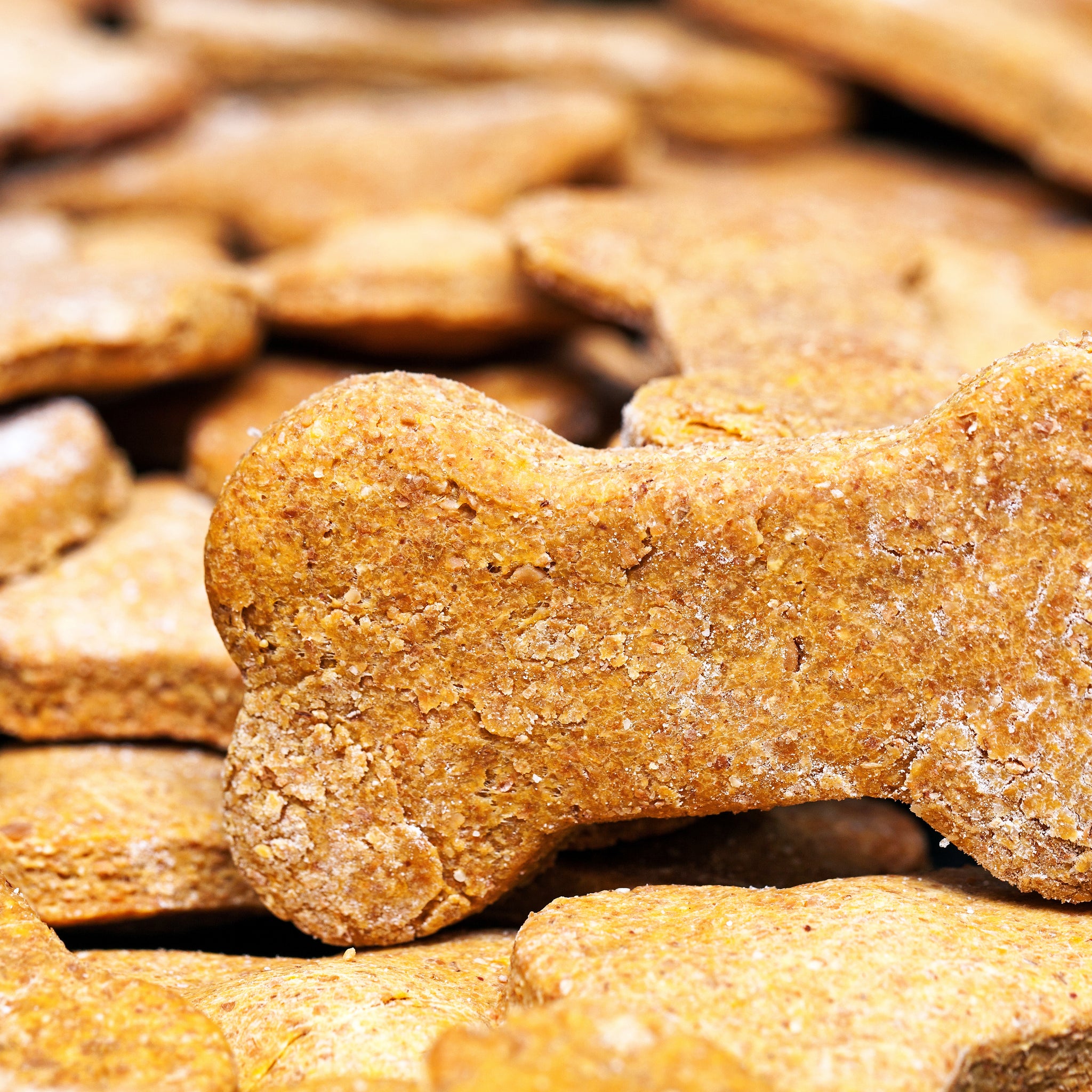 National Dog Biscuit Day - February 23rd