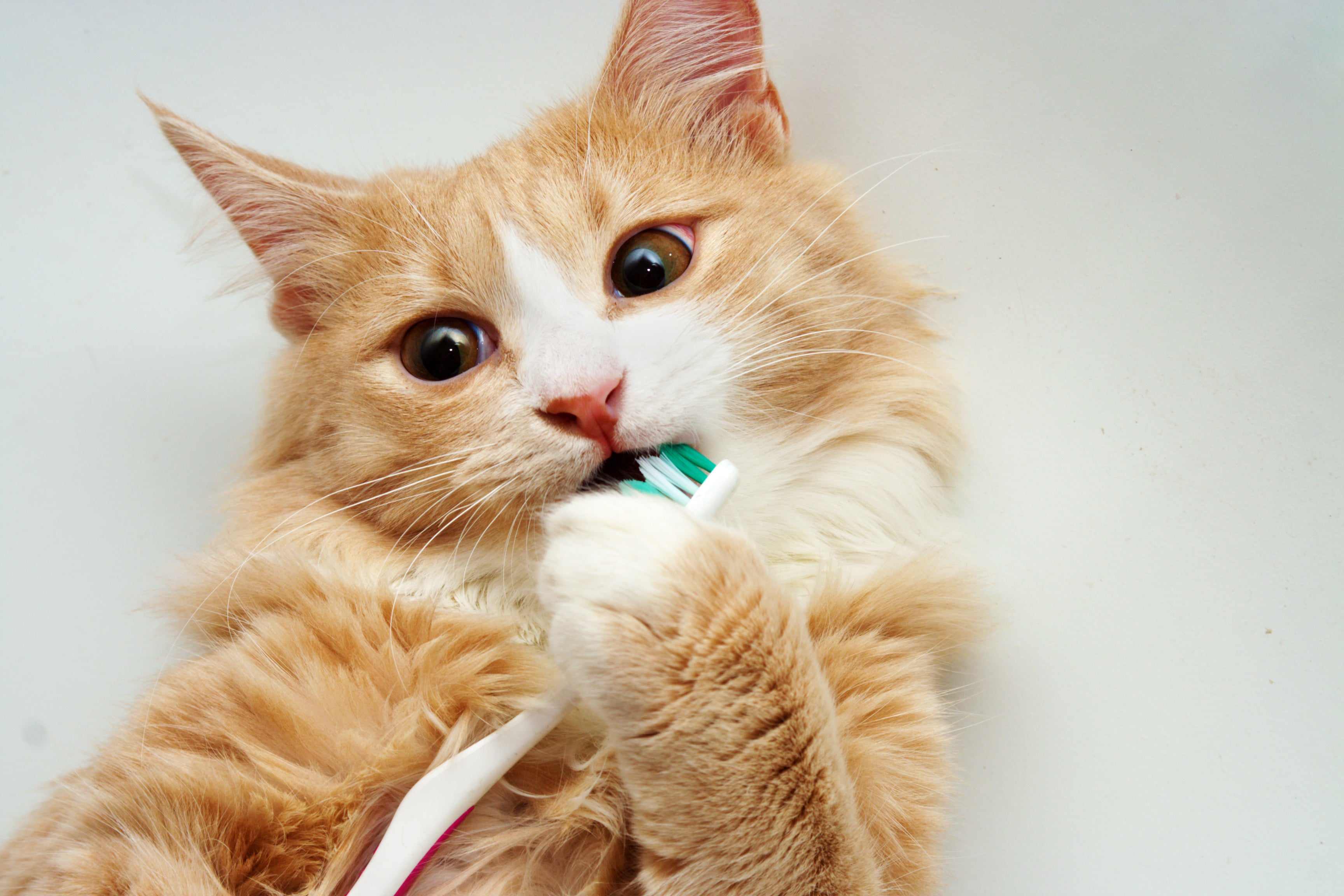 Cat Dental Cleaning: How to Keep Your Cat Healthy and Happy