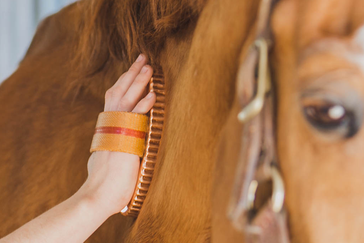 Horse Grooming Tools: Why the Horse Grooming Tools Copper Brush Belongs in Every Barn