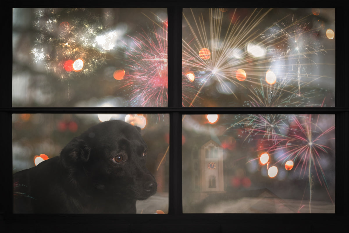 Pet Safety Tips For The Fourth of July