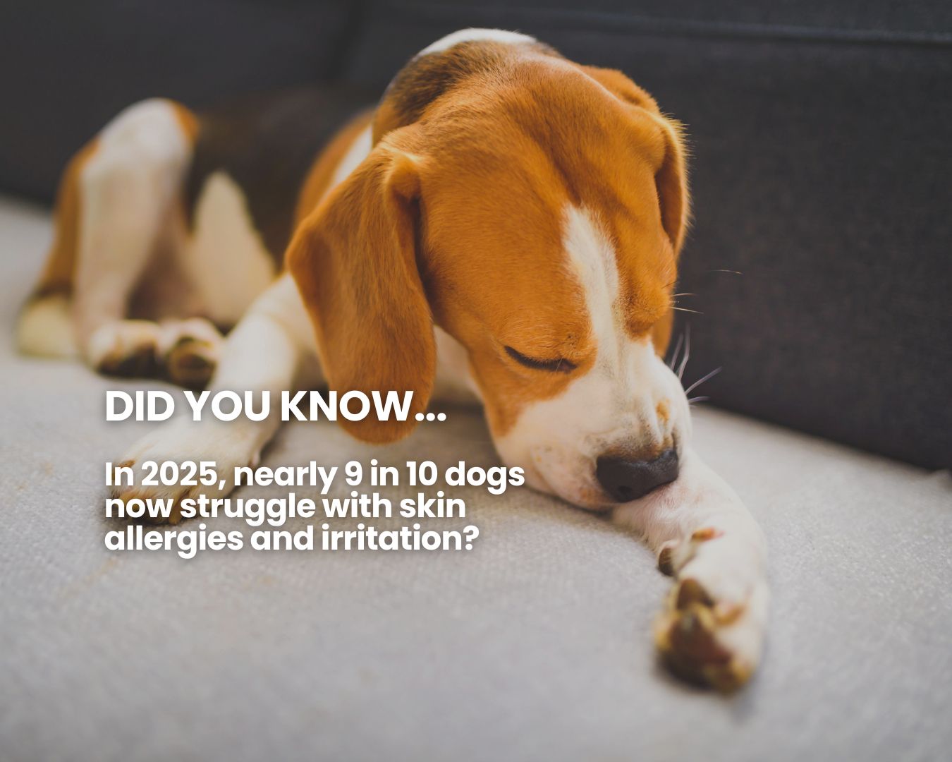 A close-up photo of a sleepy beagle dog lying down on a soft surface, looking peaceful with its eyes closed.