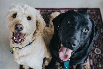 The Benefits of Dragon's Blood for Your Pets: What You Need to Know