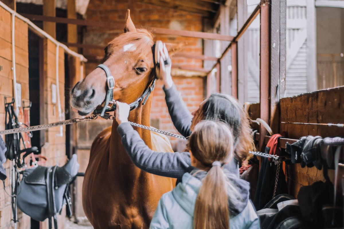 The Best Horse Tools for Grooming: Essential Equipment for a Healthy and Happy Horse