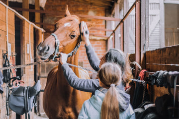 The Best Horse Tools for Grooming: Essential Equipment for a Healthy and Happy Horse