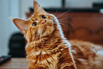 The Best Spray for Cat Wounds: A Comprehensive Guide to Feline Wound Care