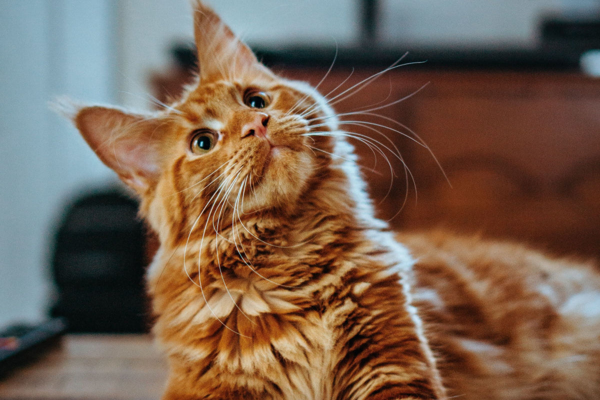 The Best Spray for Cat Wounds: A Comprehensive Guide to Feline Wound Care