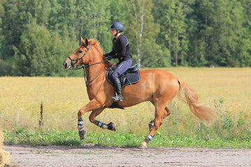 Understanding the Horse's Foot: Anatomy and Care Guide