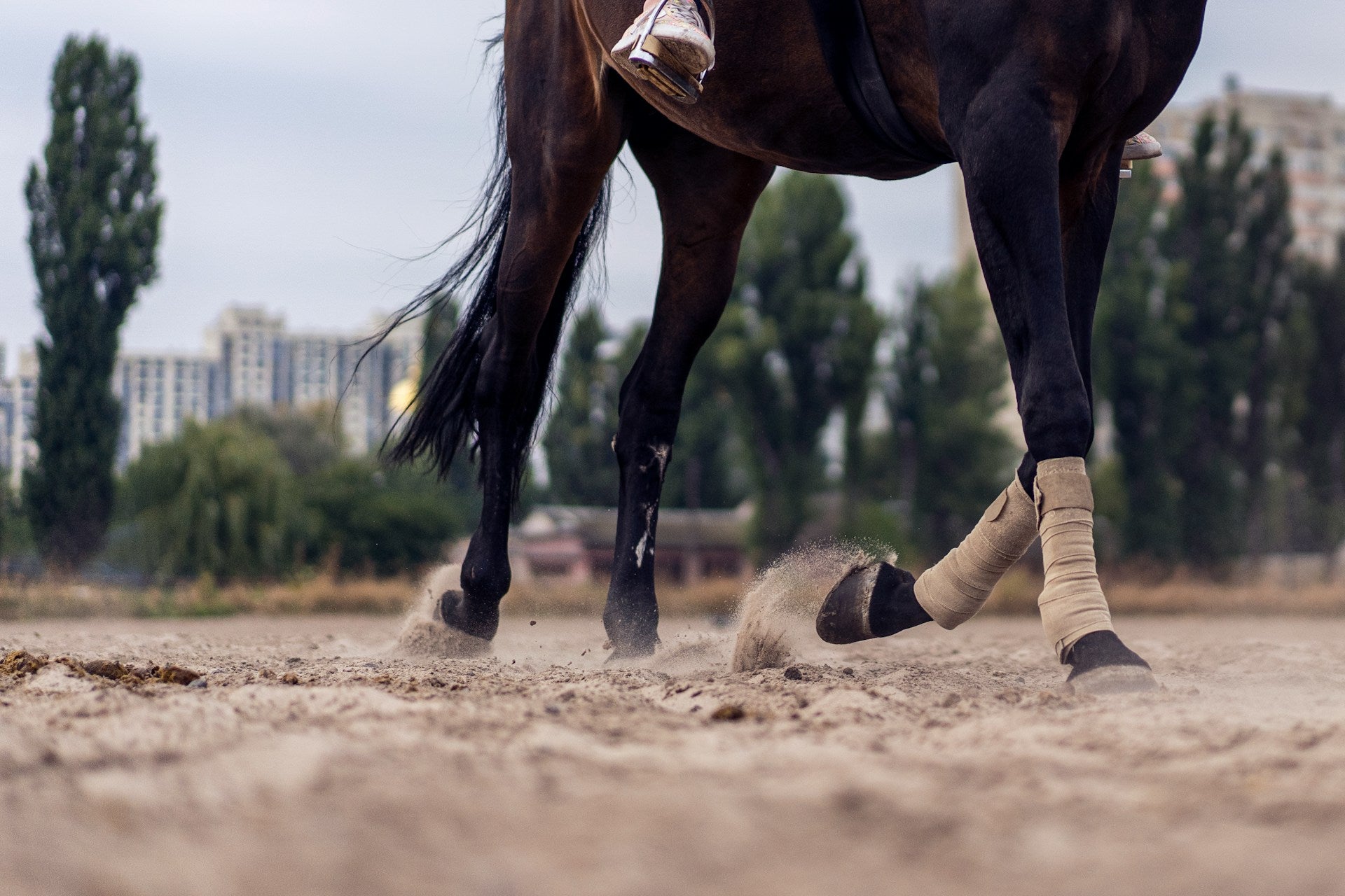 Effective Rain Rot on Horses: Home Remedies You Can Try Today