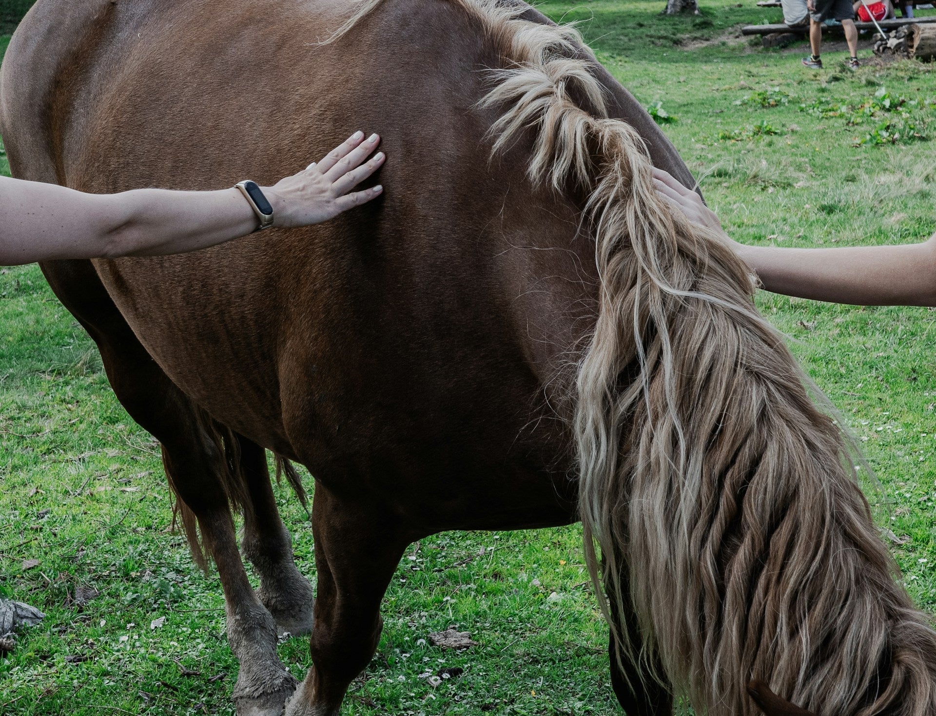 What is Horse Hair Called? Exploring the Types and Uses of Equine Hair