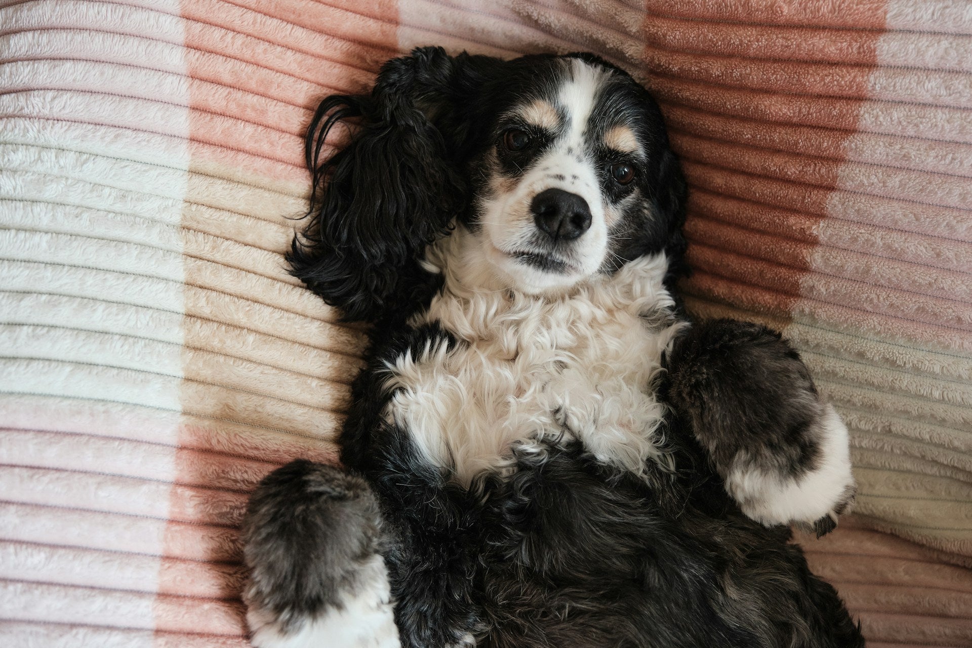 Best Dog Grooming Kit for Skin Health: Natural Solutions for Healthy, Itch-Free Coats
