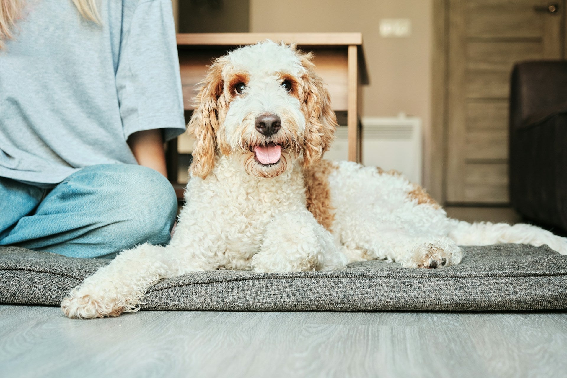 Essential Tips for Dog Care in Home: Keeping Your Pet Happy and Safe