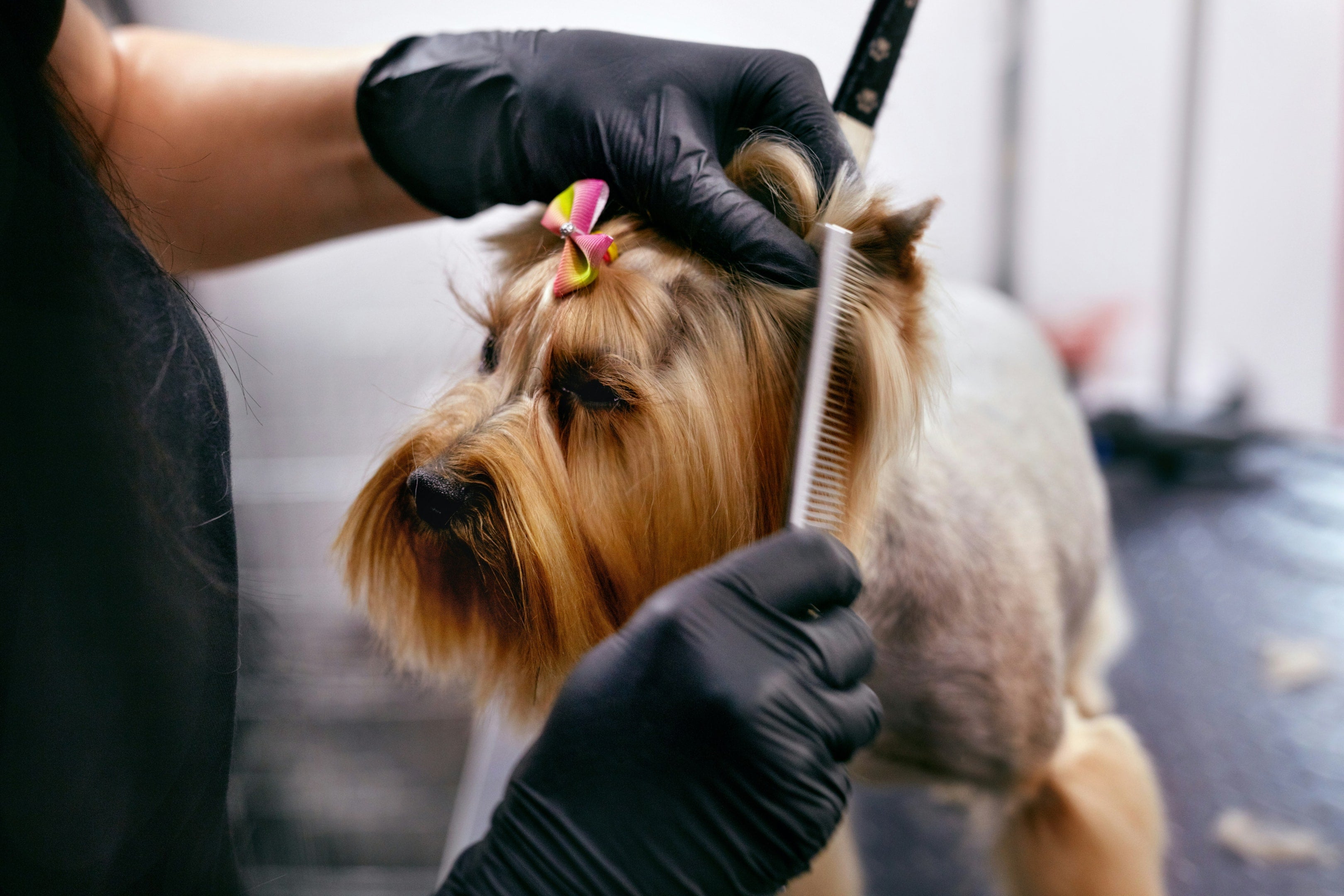 Top Picks for the Best Shampoo for Terriers: A Grooming Guide